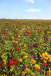 《咒术回战：双华乱舞》角色预告片：乙骨忧太＆夏油杰